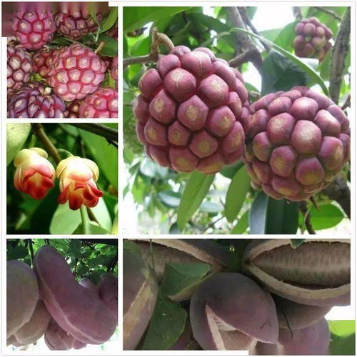 2021年度國家林草局花卉產(chǎn)品行業(yè)監(jiān)測工作圓滿收官