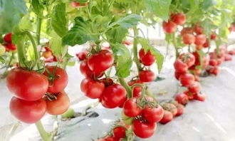 椰糠盆景 無土栽培技術(shù)如何顛覆傳統(tǒng)蔬菜種植模式